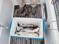 Pêche au bar et au lieu jaune en 2024 au sud du 48ème parallèle